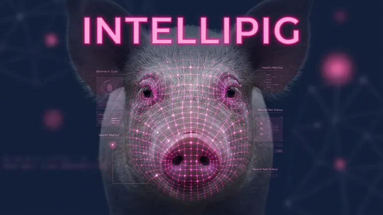 Imagen de portada: Intellipig: La IA que lee el rostro de los animales para medir su dolor